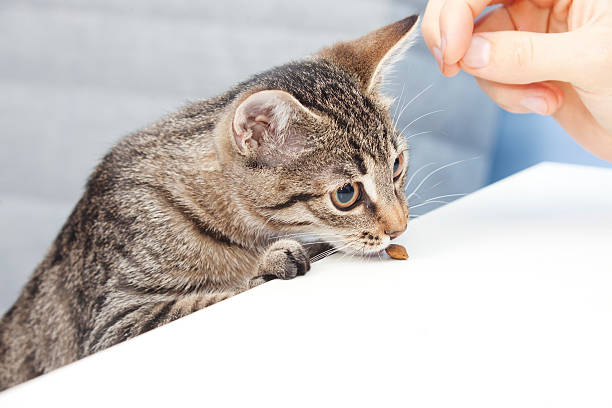 The owner treats cat snacks The owner treats cat snacks. Kitten tasting delicious food cat sniff stock pictures, royalty-free photos & images