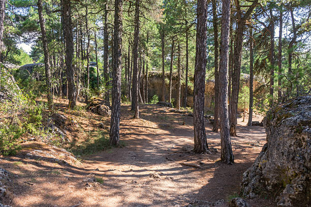 istock view of trees in a mountain park 613894090