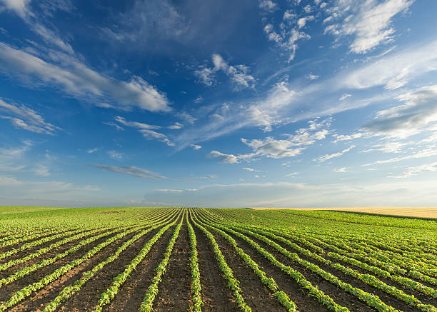 istock Young soybean crops at idyllic sunny day 613894408