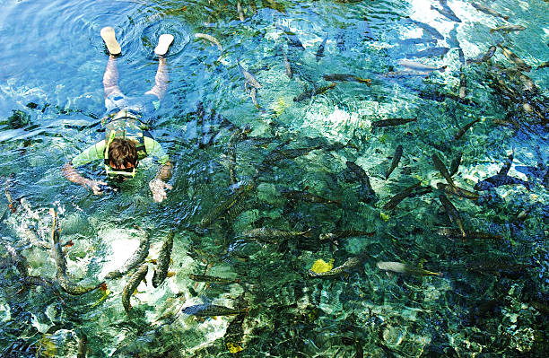 Natural Aquarium at Bonito, Mato Grosso state, Brazil Bonito, Brazil - July 3, 2003: Tourist on underwater observation activity in Natural Aquarium at Bonito, Mato Grosso state, Brazil grosso stock pictures, royalty-free photos & images