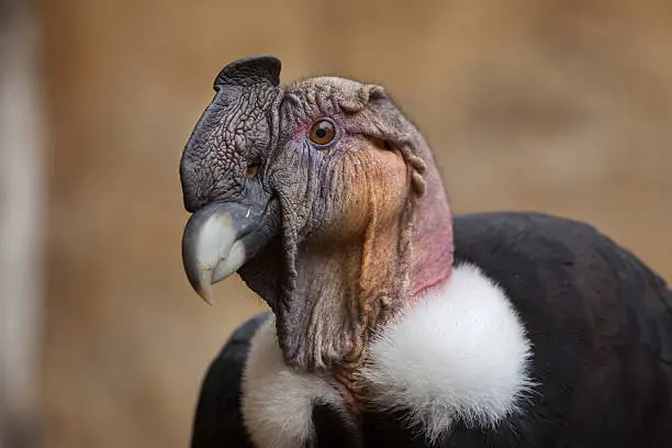 Andean condor (Vultur gryphus). Wildlife animal.