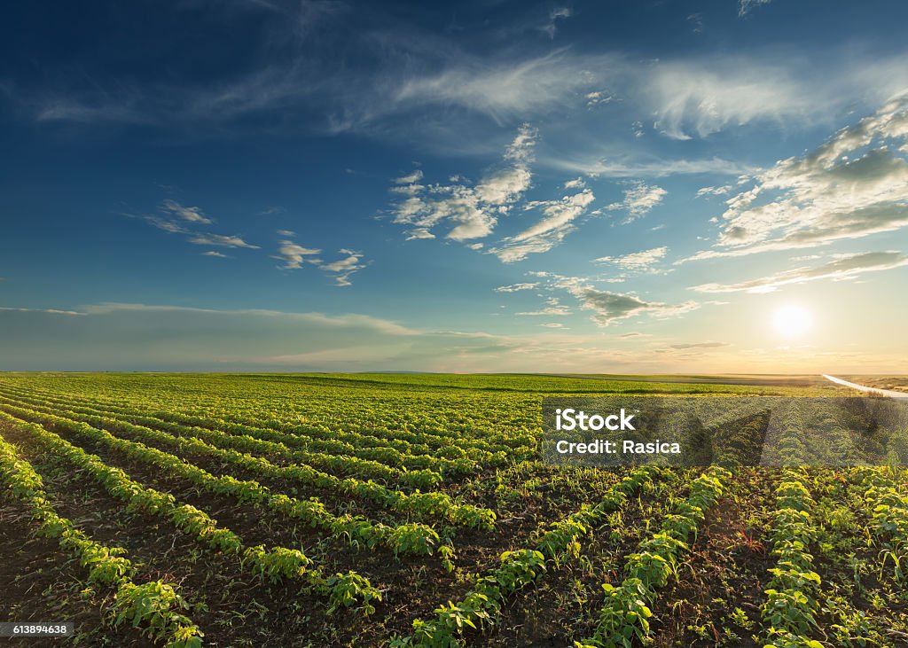 Junge Sojabohnenkulturen bei idyllischem Sonnenuntergang - Lizenzfrei Feld Stock-Foto