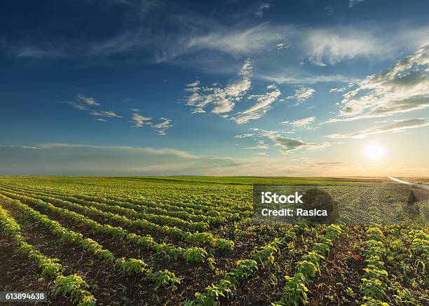 Young Soybean Crops At Idyllic Sunset Stock Photo - Download Image Now - Agricultural Field, Farm, Soybean