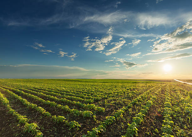 молодые соевые культуры на идиллическом закате - cultivated growth agriculture vegetable стоковые фото и изображения