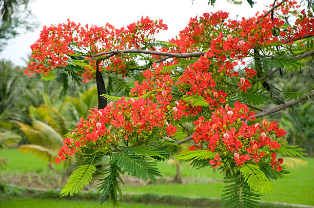 istock Delonix regia or Krishnachura with green leaves 613895224