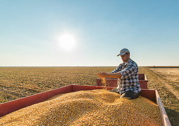 agricoltore in campi di mais - autumn corn corn crop field foto e immagini stock