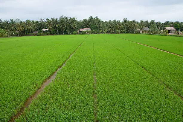 The Mekong Delta in southern Vietnam is a vast maze of rivers, swamps and islands, home to floating markets, Khmer pagodas and villages surrounded by rice paddies.