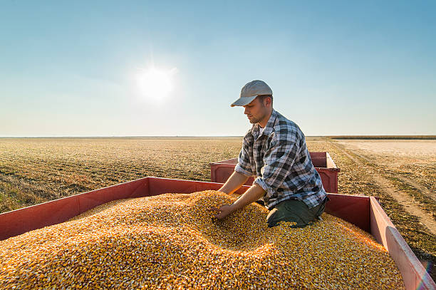 istock Farmer looking at corn grains in tractor trailer 613896418
