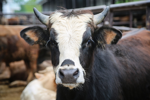 Retrato de vaca de pie en el cobertizo photo