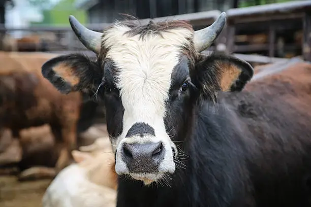 Photo of Portrait Of Cow Standing In Shed