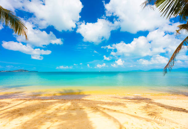 tropical beach with coconat palm. With a blue sky