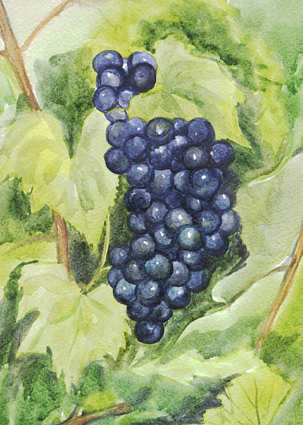 istock bunch of grapes. Watercolor painting 613897526