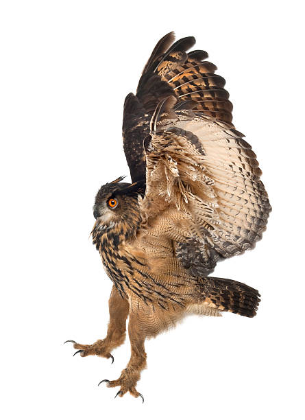 istock Eurasian Eagle-Owl, Bubo bubo, 15 years old, flying 613899336