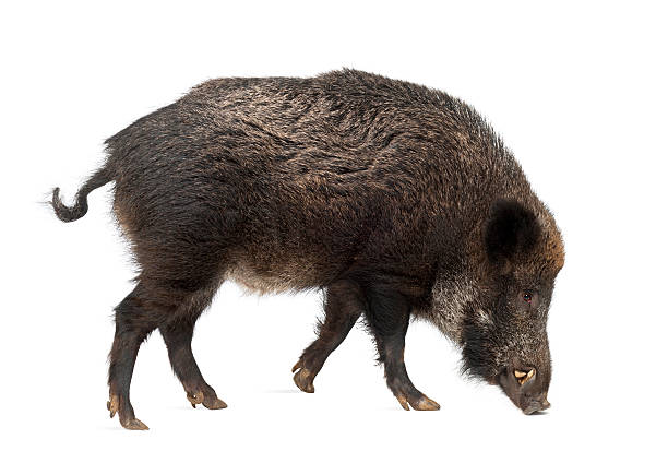 istock Wild boar, also wild pig, Sus scrofa, 15 years old, 613899402