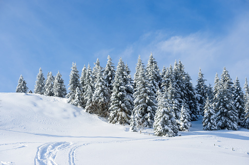 Pine trees covered with snow in december