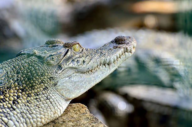 istock Closeup of an crocodile 613899528