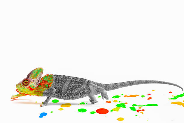 Chameleon loosing his colors Chameleon loosing his colors on white background chameleon stock pictures, royalty-free photos & images