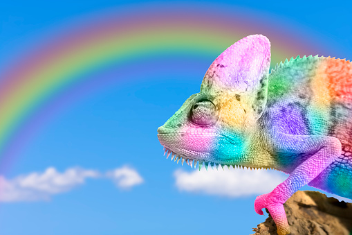 Multicolored chameleon imitating rainbow