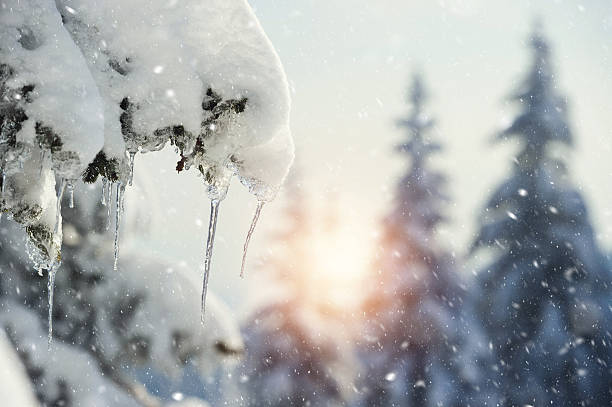 Cold winter morning Frozen icicles on pine tree in early morning in snow storm icicles melting stock pictures, royalty-free photos & images