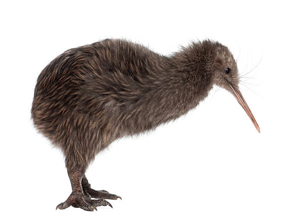 istock North Island Brown Kiwi, Apteryx mantelli, 5 months old, standing 613901324