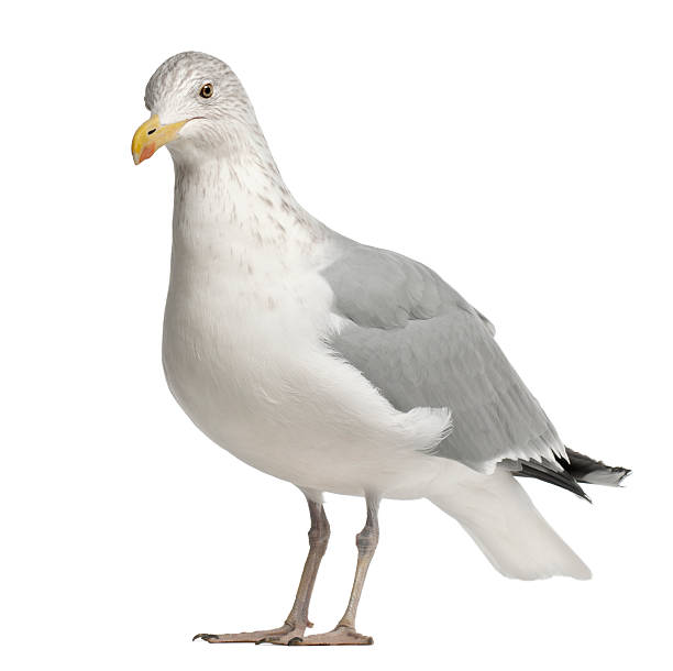 istock European Herring Gull, Larus argentatus, 4 years old, standing 613901376