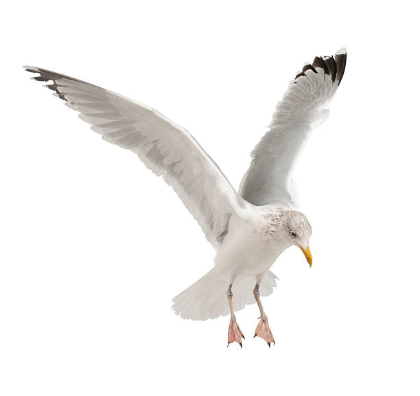 istock European Herring Gull, Larus argentatus, 4 years old, flying 613901430