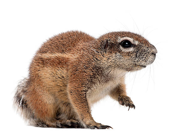 istock Cape Ground Squirrel, Xerus inauris, sitting against white background 613901606