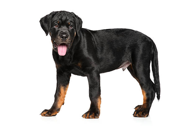 istock Rottweiler puppy on white background 613902412