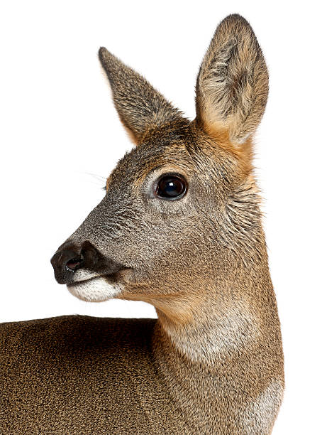 istock European Roe Deer, Capreolus capreolus, 3 years old, 613902702