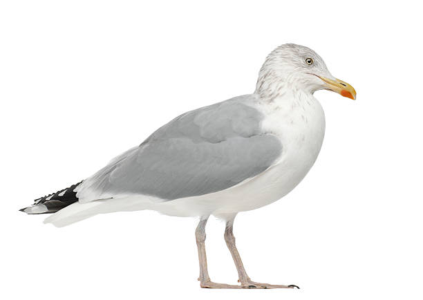 istock European Herring Gull, Larus argentatus, 4 years old, standing 613902788