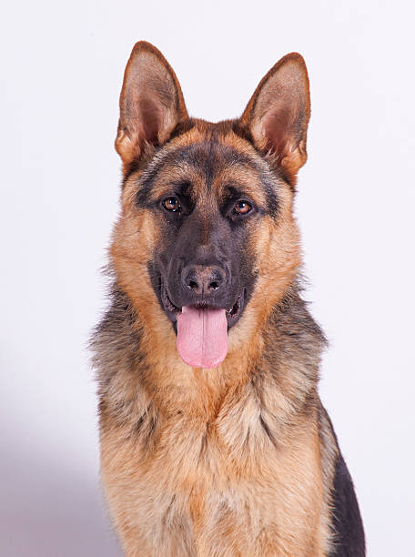 istock photo of German Shepherd dogs 613903222