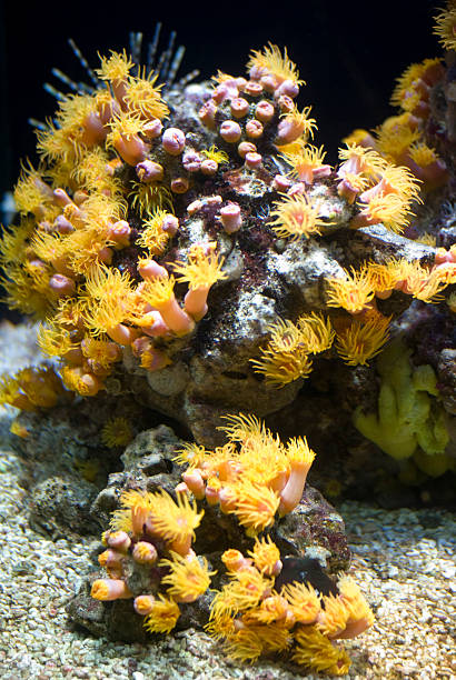 Sea Anemone Macro image of Anemoe macrodactyla doreensis stock pictures, royalty-free photos & images