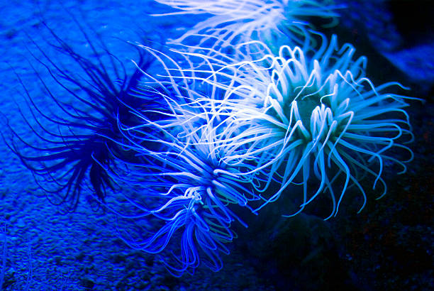 Actiniaria anthozoa Illuminated sea anemone, Actiniaria anthozoa macrodactyla doreensis stock pictures, royalty-free photos & images