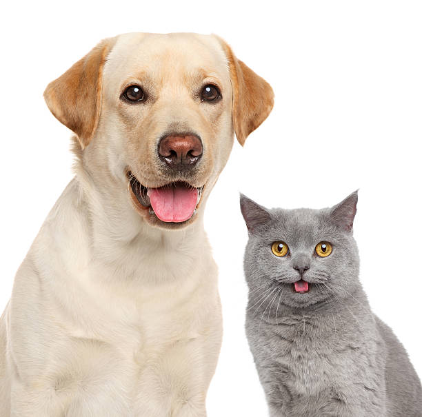 istock Cat and dog together 613904296