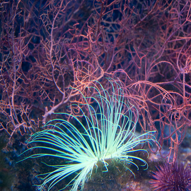 Leptogorgia sarmentosa Sea Anemone in the aquarium macrodactyla doreensis stock pictures, royalty-free photos & images