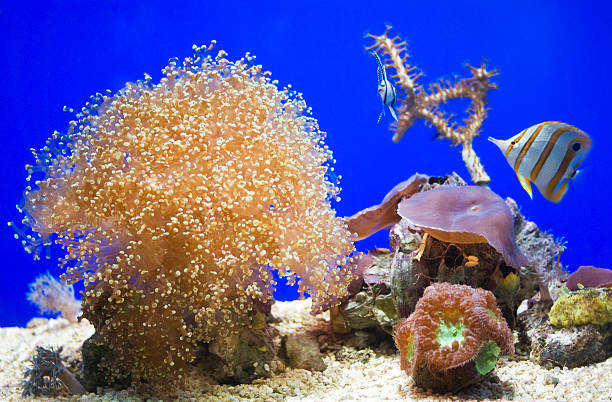 Sea Anemone in the aquarium Sea Anemone in the aquarium, close up macrodactyla doreensis stock pictures, royalty-free photos & images