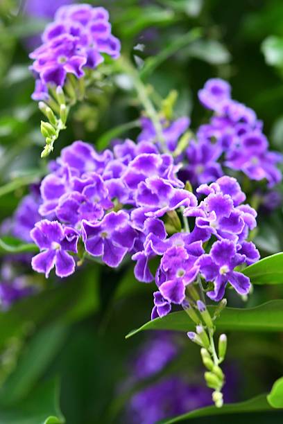 istock Duranta repens / Sky flower 613905018