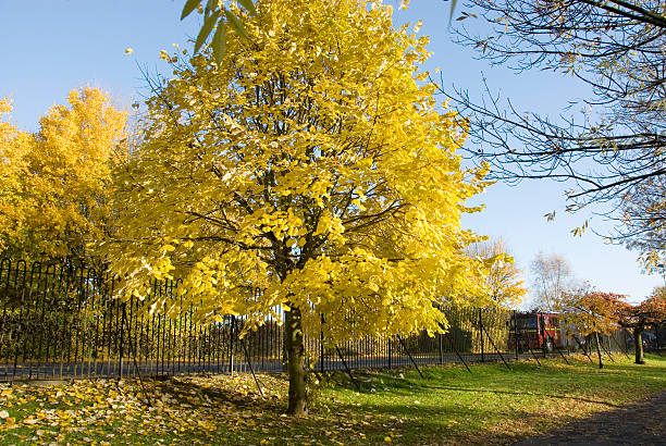 istock Florence Park in Autumn 613905134