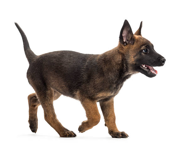 istock Belgian Shepherd puppy walking against white background 613905208