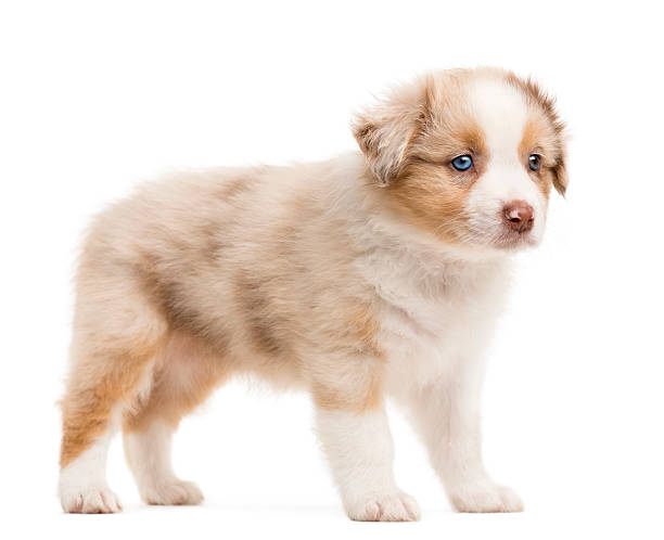 istock Australian Shepherd puppy standing and looking away against white background 613905894