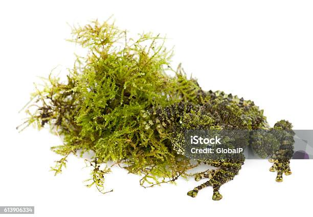 Mossy Frog Next To Moss Theloderma Corticale Stock Photo - Download Image  Now - Camouflage, Frog, Moss - iStock