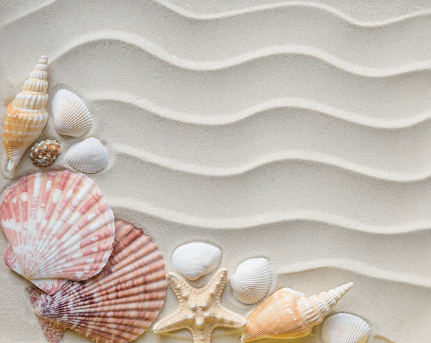 istock Clams and starfishes on thesea sand 613906750
