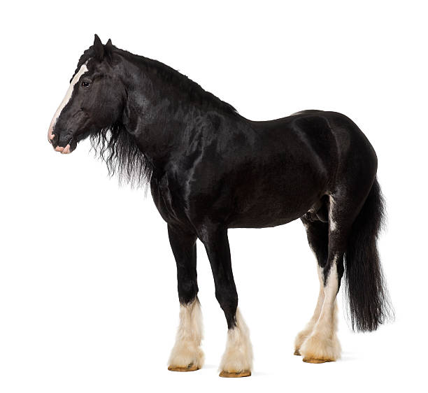 istock Shire Horse standing against white background 613907284