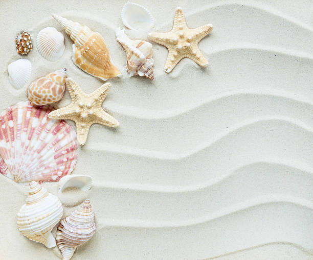istock Clams and starfishes on thesea sand 613907562