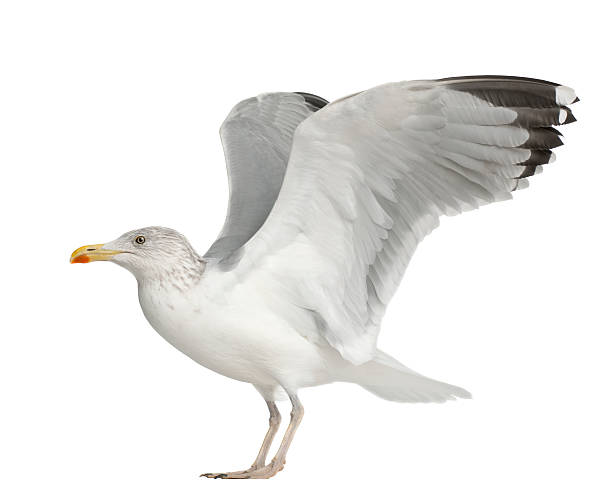 istock European Herring Gull, Larus argentatus, 4 years old, standing 613907960
