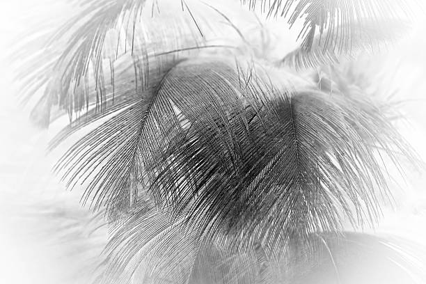 istock Black and white vintage color trends chicken feather texture background 613907962
