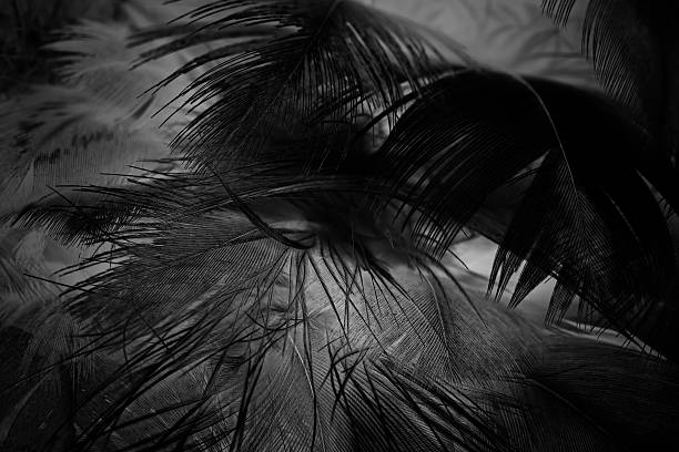 istock Black and white vintage color trends chicken feather texture background 613908222