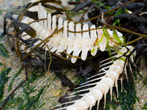 White fish bones on beach Fish bones tangled up in seaweed on a beach fish dead dead body dead animal stock pictures, royalty-free photos & images