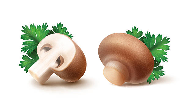 그린 파슬리를 곁들인 브라운 포르타벨로 아가리쿠스 샴페인 버섯 세트 - edible mushroom portabello mushroom white background vegetable stock illustrations