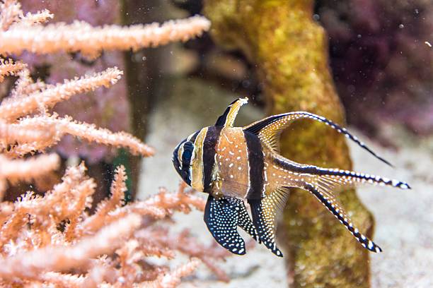istock tropical fish and sea life 614011294